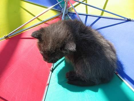 Blanding af racer IKKE NAVNGIVET  - ligger lige lidt i en paraply billede 5