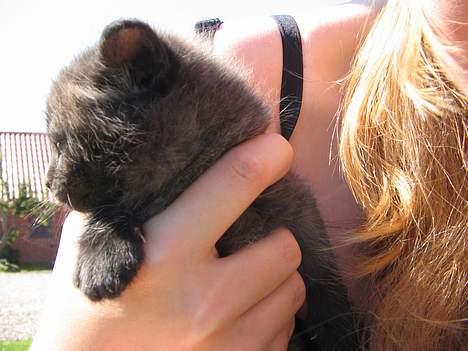 Blanding af racer IKKE NAVNGIVET  - =) billede 6