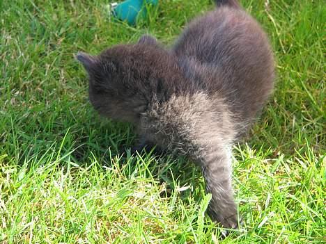 Blanding af racer IKKE NAVNGIVET  - smutter billede 7