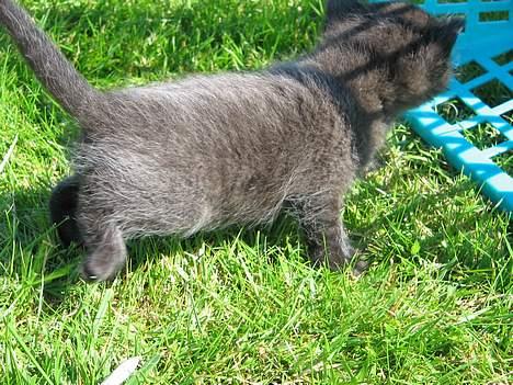 Blanding af racer IKKE NAVNGIVET  - Jeg skal lige se hvad der er der.... =) billede 8