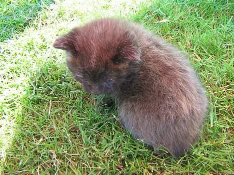 Blanding af racer IKKE NAVNGIVET  - Å det er altså bare hård.... billede 9