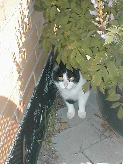 Huskat Fie (Sofie) (RIP 2009) - Den lille sky Fie.. billede 1