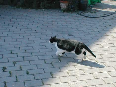 Huskat Fie (Sofie) (RIP 2009) billede 2