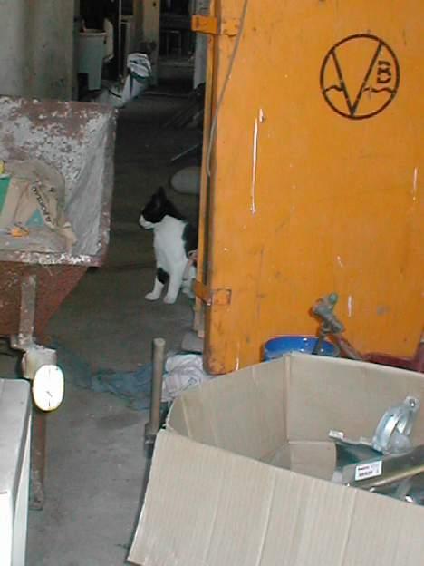 Huskat Fie (Sofie) (RIP 2009) billede 3