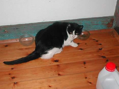 Huskat Fie (Sofie) (RIP 2009) - Her har vi fået lokket Fie indenfor.. billede 4