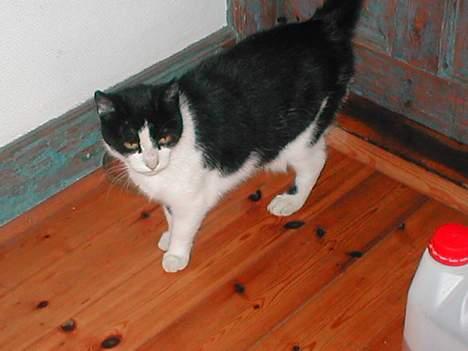 Huskat Fie (Sofie) (RIP 2009) billede 5