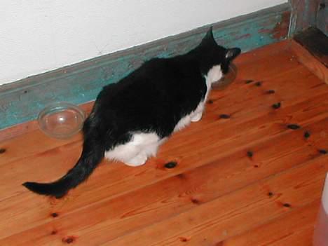 Huskat Fie (Sofie) (RIP 2009) billede 6