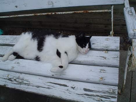 Huskat Fie (Sofie) (RIP 2009) - Afslapning på bænken.. billede 7
