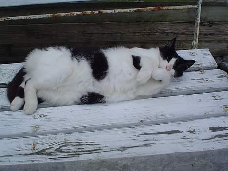 Huskat Fie (Sofie) (RIP 2009) - Afslapning på bænken igen.. billede 8