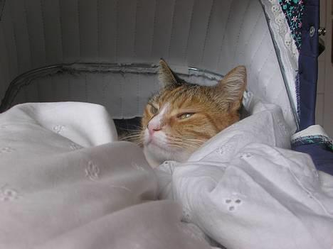 Blanding af racer Luna *Død* - Barnevognen er og bliver bedste sove plads:D billede 4