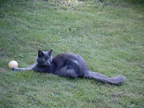 Maine Coon felix billede 16