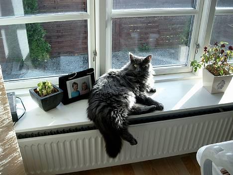 Maine Coon felix billede 17