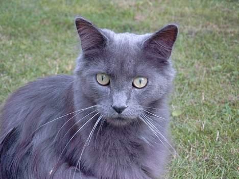 Maine Coon felix billede 20