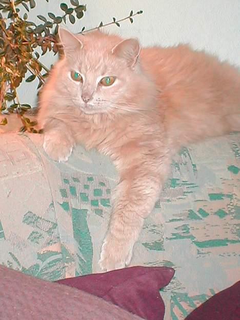 Maine Coon Frida (RIP 14. dec. 2010) - Her har vi så Frida.. billede 1