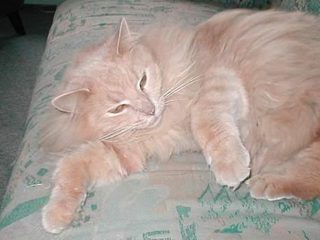 Maine Coon Frida (RIP 14. dec. 2010) - en hyggefis.. billede 2