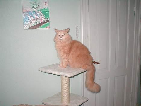 Maine Coon Frida (RIP 14. dec. 2010) billede 15