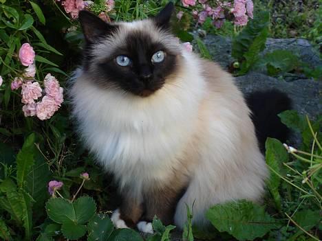 Hellig Birma Mellissa (Bubber) - Mmm blomsterne dufter så dejligt billede 1