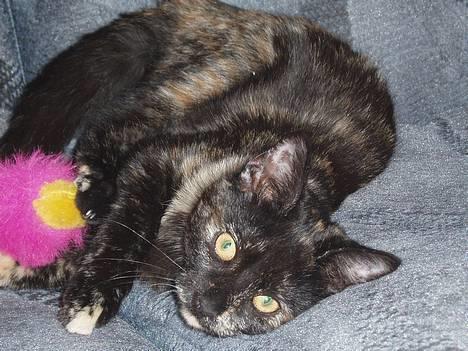 Blanding af racer Kiwi - her er jeg :) billede 1