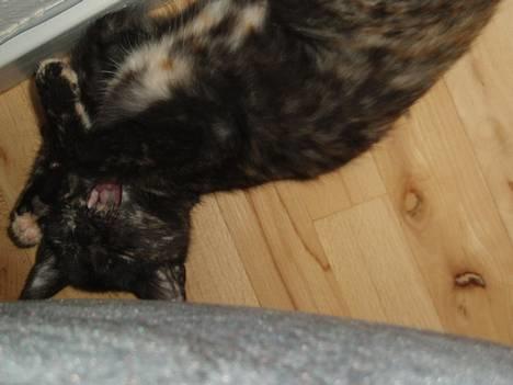 Blanding af racer Kiwi - gaab:O jeg er træt:D billede 2