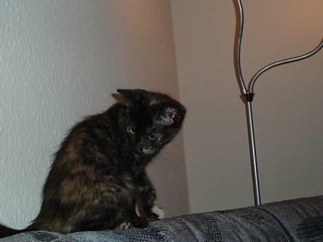 Blanding af racer Kiwi - hov, er det en myg??? :D billede 3