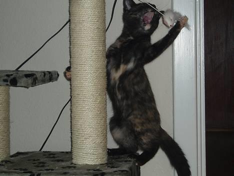 Blanding af racer Kiwi - aah, fik dig :P billede 4