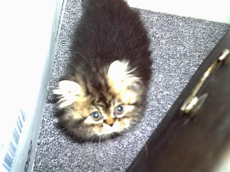 Perser Snøfte *død* - Snøfte kigger... billede 1