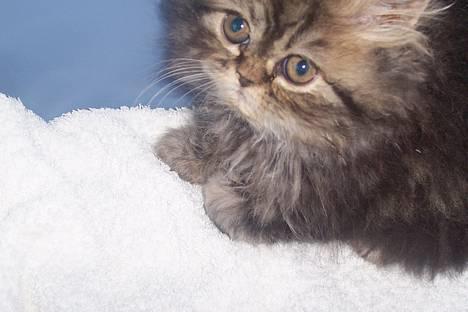 Perser Snøfte *død* billede 2