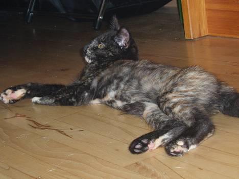 Blanding af racer Kiwi - er jeg ikk bare en flot misser??? billede 5