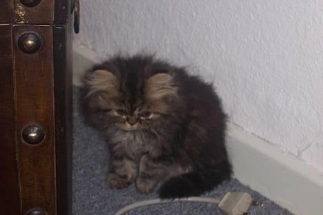 Perser Snøfte *død* billede 3