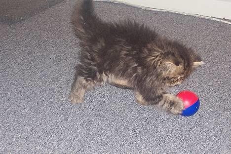 Perser Snøfte *død* billede 4