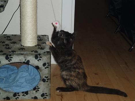 Blanding af racer Kiwi - uuh en mus på mit dejlige kradsetræ:D billede 6