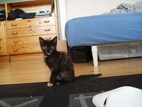 Blanding af racer Kiwi - hvad lavr i med det kamera?? billede 7