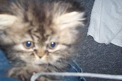 Perser Snøfte *død* - Hmm... hvad er det? billede 5