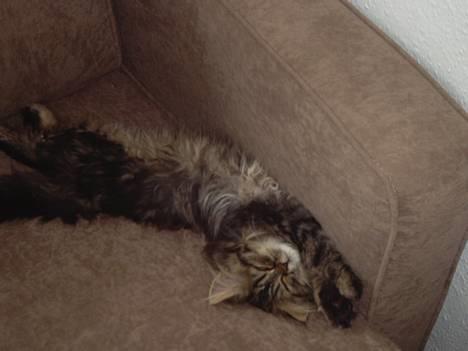 Perser Snøfte *død* billede 6