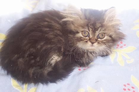 Perser Snøfte *død* billede 7