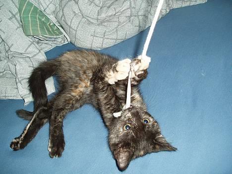 Blanding af racer Kiwi - iii, kom nu med den snor:D billede 8