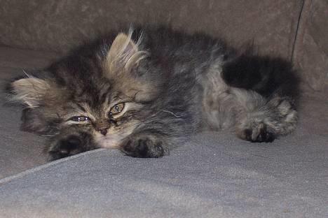 Perser Snøfte *død* billede 8