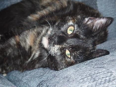 Blanding af racer Kiwi - ligger lige og slapper af :P billede 9