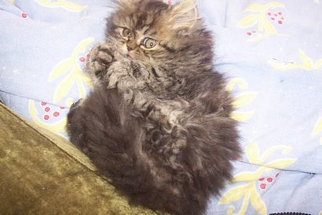 Perser Snøfte *død* billede 9