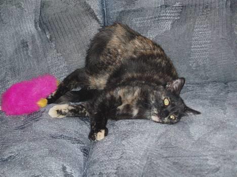 Blanding af racer Kiwi - skal du absolut tage billeder når jeg leger så godt?? :D billede 10