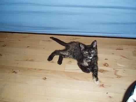 Blanding af racer Kiwi - var i nu der med kameraet igen??? billede 11