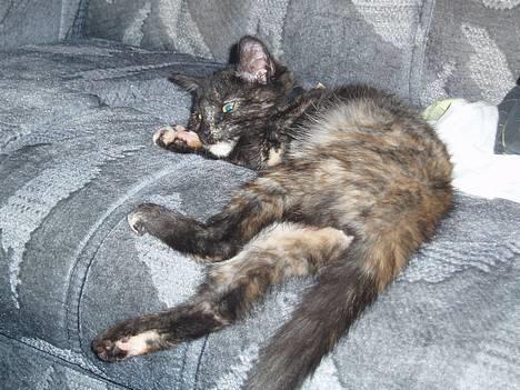 Blanding af racer Kiwi - bare dejligt at ligge og flade ud;D billede 12