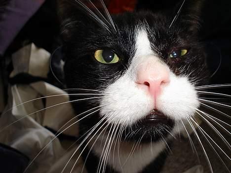 Blanding af racer mads *Himmelkat* - hvad er nu det? billede 13