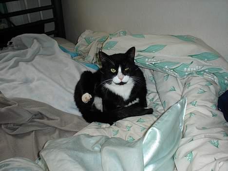 Blanding af racer mads *Himmelkat* - jeg ligger altså lige og vasker mig billede 14