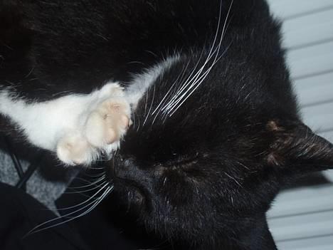 Blanding af racer Max(Død) - :D billede 1