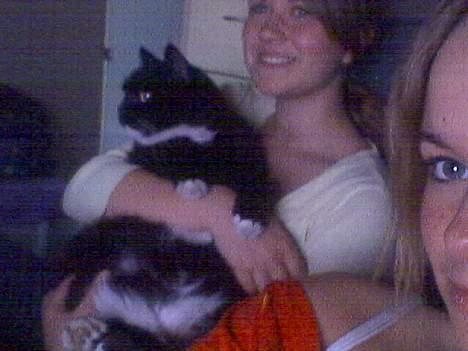 Blanding af racer Max(Død) - noget udenfor? billede 3