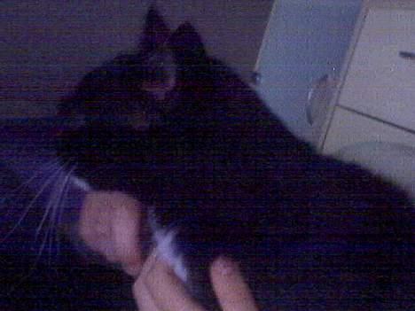 Blanding af racer Max(Død) - mmmm det er godt. billede 7