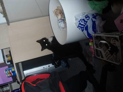 Blanding af racer Max(Død) - .... billede 8