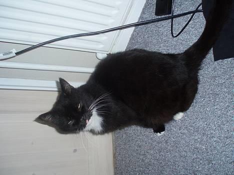 Blanding af racer Max(Død) - er der noget? billede 9