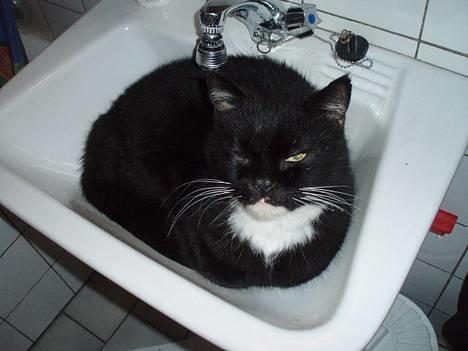 Blanding af racer Max(Død) billede 12